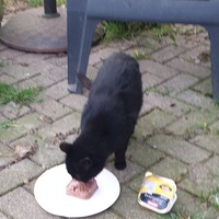 photo de livraison pour Cha'alors