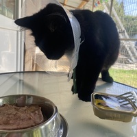 photo de livraison pour SADF (Sauvetage des animaux domestiques de France)