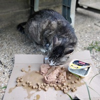 photo de livraison pour Chats errants du val du crenu