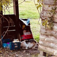 photo de livraison pour Les Chats Paix Belle du Lauragais