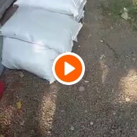 photo de livraison pour Comme Chiens et Chats Maroc