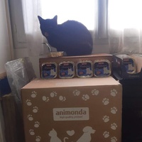 photo de livraison pour Les Chats de la Tour