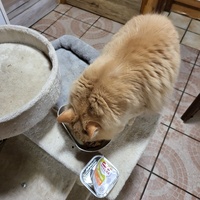 photo de livraison pour Chat de Gout'hier sans Toit