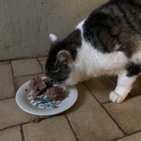 photo de livraison pour The Funny Farm Cat Rescue