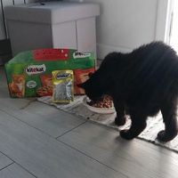 photo de livraison pour Les Aristocat's