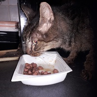 photo de livraison pour Une vie, Un chat