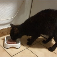photo de livraison pour Aux Bonheurs des Aristochats