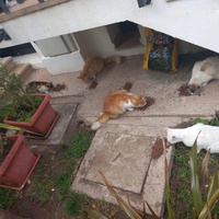 photo de livraison pour Comme Chiens et Chats Maroc