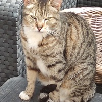 photo de livraison pour SOS Chats Libres Haut-Béarn