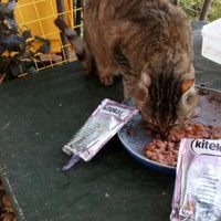 photo de livraison pour L'Ecole du Chat Istreen