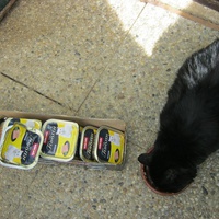 photo de livraison pour Au Bonheur des Chats Libres