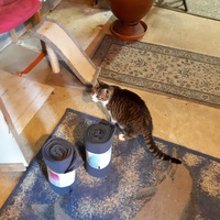 photo de livraison pour Chats du Pays d'Ornans