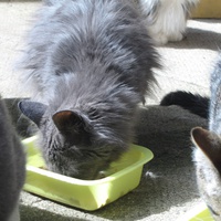 photo de livraison pour Jardin des Chats