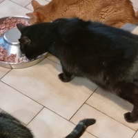 photo de livraison pour Animalove