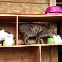 photo de livraison pour Chats errants du val du crenu
