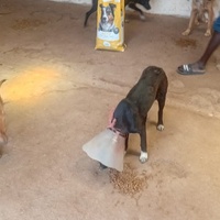 photo de livraison pour Comme Chiens et Chats Maroc
