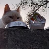 photo de livraison pour Cat Miaou
