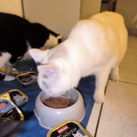 photo de livraison pour Le Gang des Matous