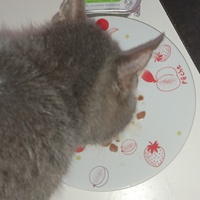 photo de livraison pour Hungry Cats14