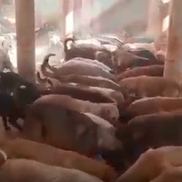 photo de livraison pour Le Coeur sur la Patte