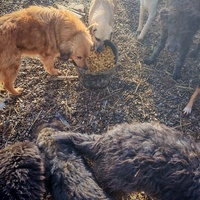 photo de livraison pour Spaske