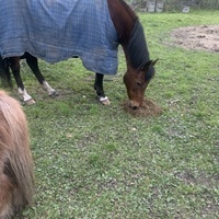 photo de livraison pour Espoir au Galop