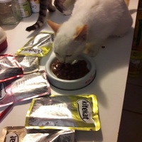 photo de livraison pour Les Chats Libres de la Canterrane