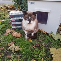 photo de livraison pour La Vraie Magie des Chats