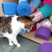 photo de livraison pour Chats Oubliés