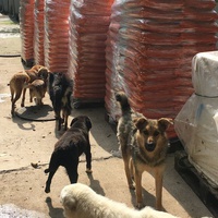 photo de livraison pour Saving Orphaned Souls Sheila's Animal Rescue Mission