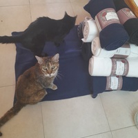 photo de livraison pour Les Amis de Michouette