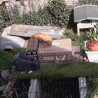 photo de livraison pour Les Chats de la Tour