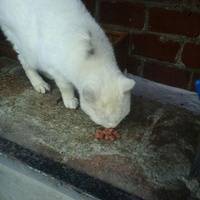 photo de livraison pour Ecole du Chat de Roubaix