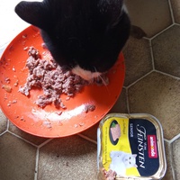 photo de livraison pour Chats Oubliés