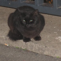 photo de livraison pour Chat Libre de l'Ile du Ramier
