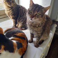 photo de livraison pour Les Pattounes de l'Espoir