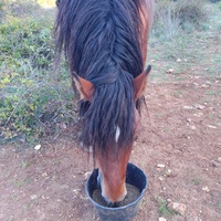 photo de livraison pour Equi-Libre : Droit à la Retraite Equine