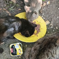 photo de livraison pour Cat Miaou