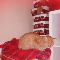 photo de livraison pour FELINS VAGABONDS