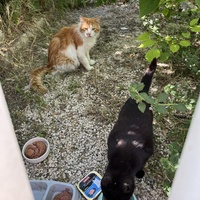 photo de livraison pour Les chats Port-Saint-Louisiens