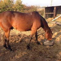 photo de livraison pour Cheval Espoir 33