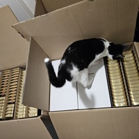 photo de livraison pour Les Chats de Dugny