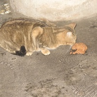 photo de livraison pour Chat Libre de l'Ile du Ramier
