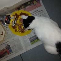 photo de livraison pour Les chats de chez nous