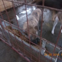 photo de livraison pour Pro Animals Finland ry