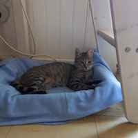 photo de livraison pour Chacun son chat