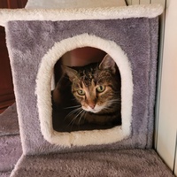 photo de livraison pour Chat de Gout'hier sans Toit