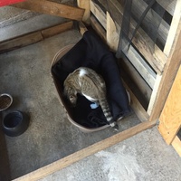 photo de livraison pour Les Chats Libres Condom 32