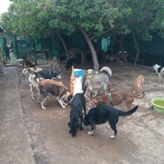 photo de livraison pour Comme Chiens et Chats Maroc