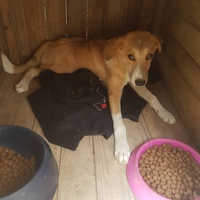 photo de livraison pour SOS Animaux Tunisie
